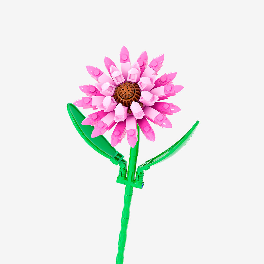 Pink Barberton Daisy