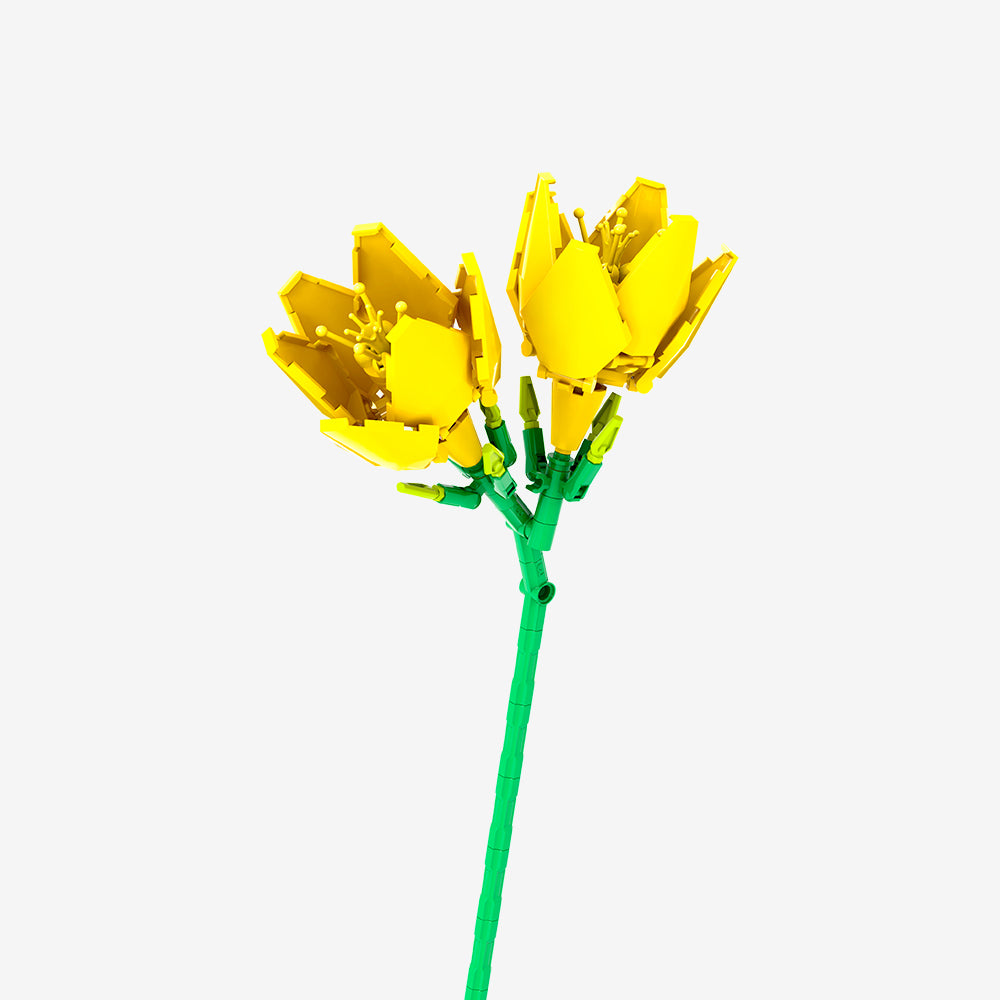 Yellow Freesia