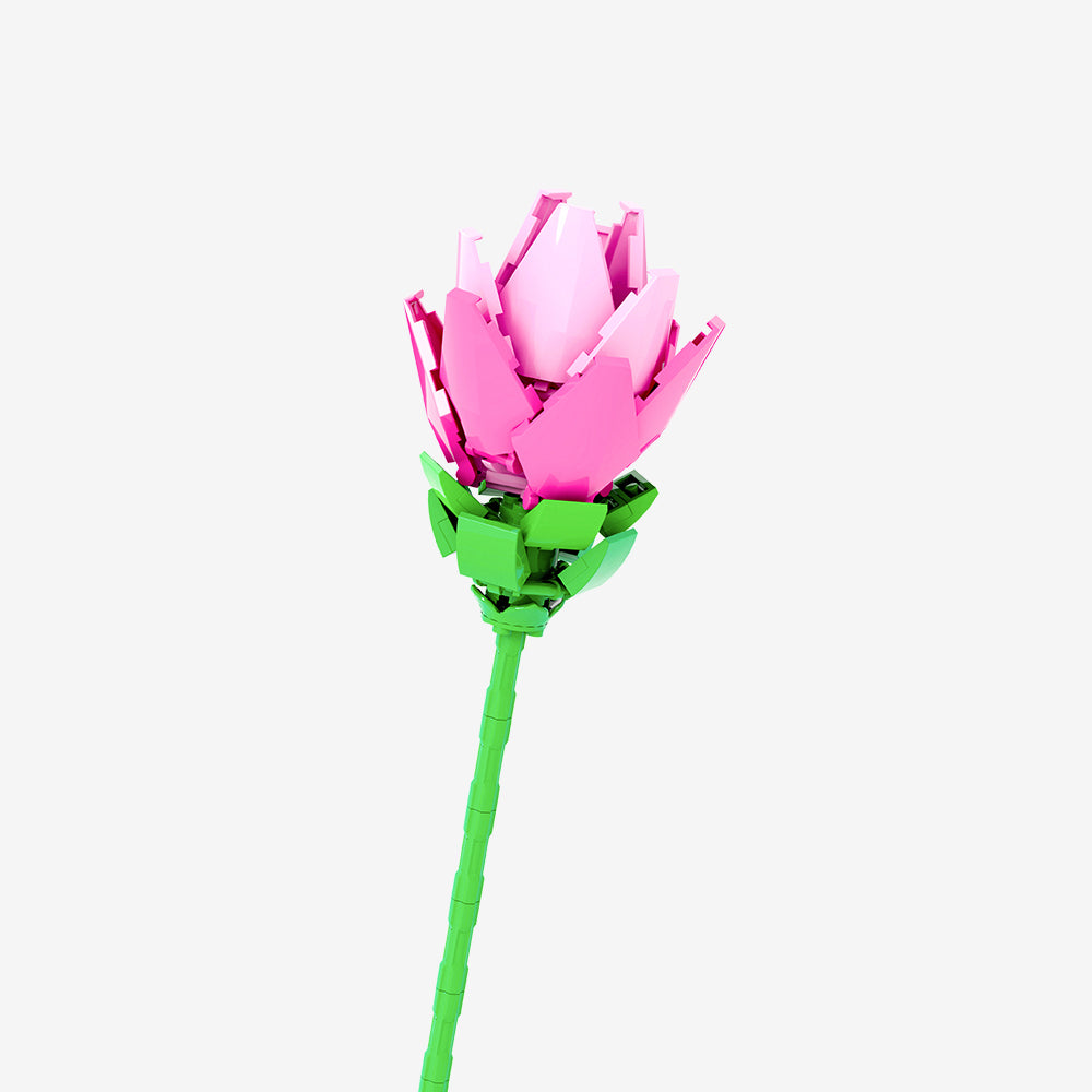 Siam Tulip