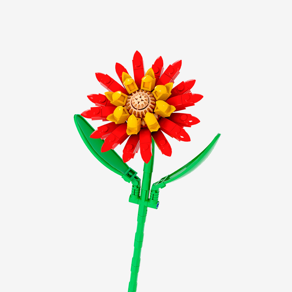 Red Barberton Daisy